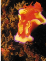 img-1