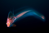 img-1